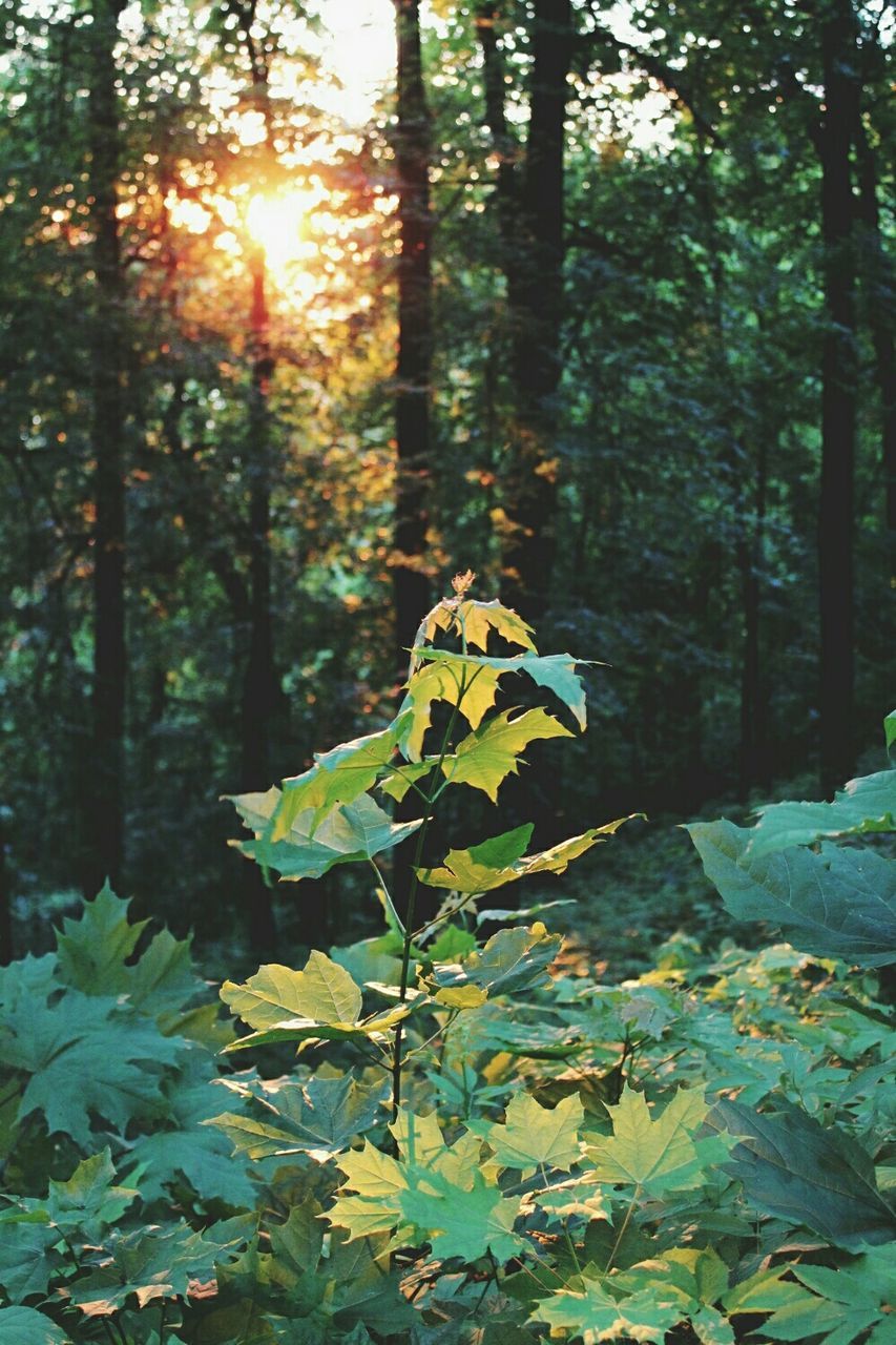 Plants growing on forest against sky at sunset