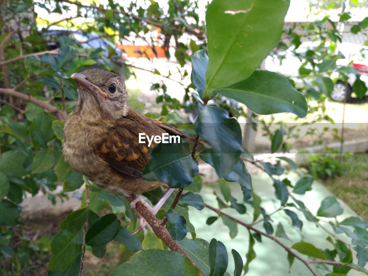 CLOSE-UP OF A BIRD PERCHING ON PLANT