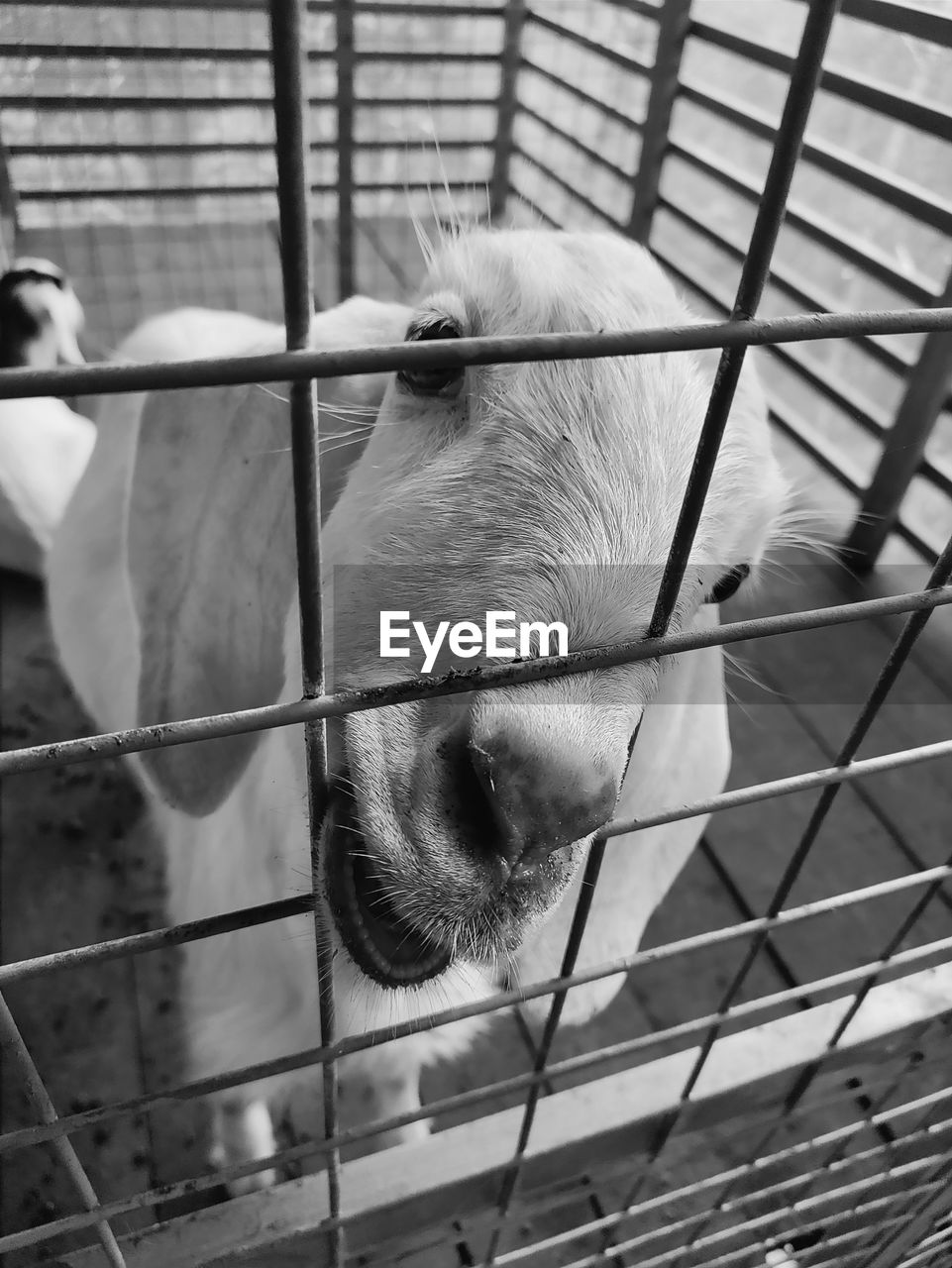 animal themes, animal, one animal, white, mammal, cage, black, black and white, monochrome, monochrome photography, metal, animals in captivity, pet, domestic animals, no people, animal shelter, animal wildlife, trapped, animal body part, day, close-up, focus on foreground, outdoors