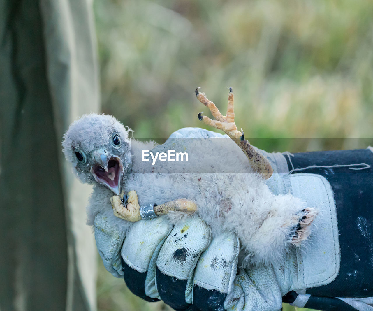 Close-up of a bird chick