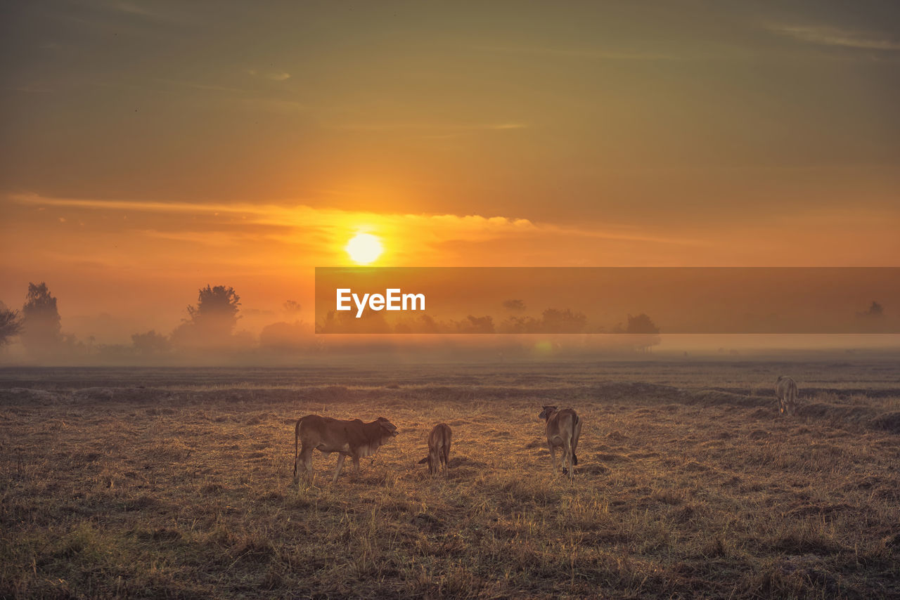 SCENIC VIEW OF SUNSET OVER LAND