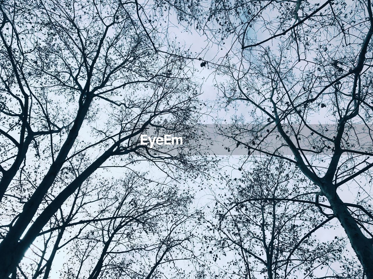 LOW ANGLE VIEW OF TREES AGAINST SKY