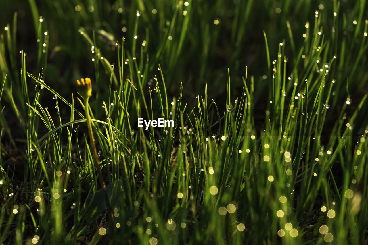 Full frame shot of wet grass on field in rodnei mountains 