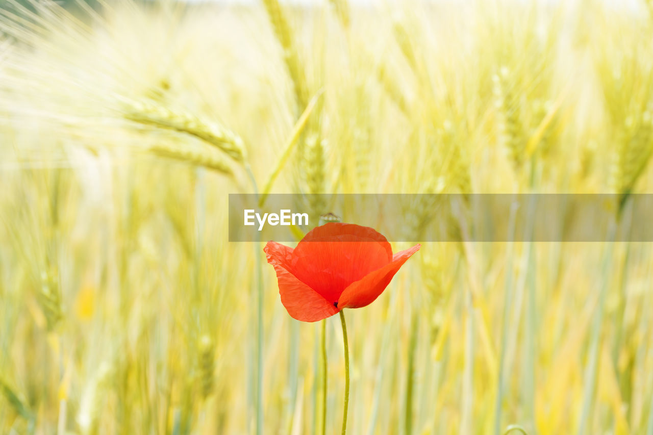 CLOSE-UP OF RED POPPY FLOWER ON FIELD