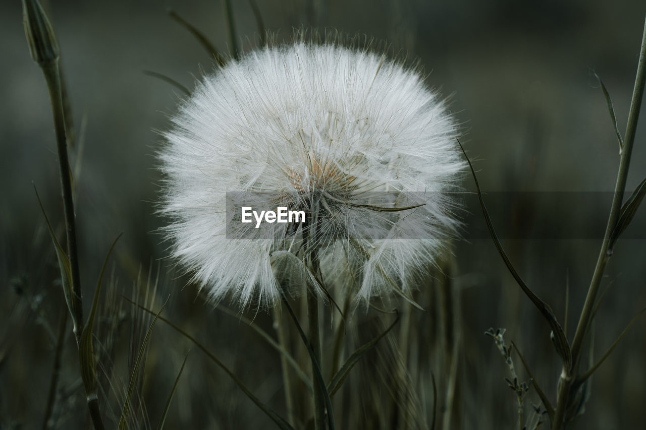 Close-up of dandelion on field