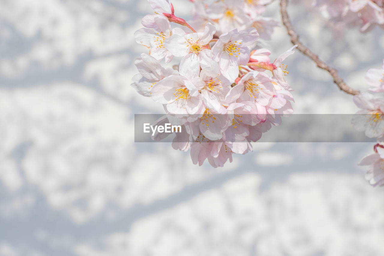 CLOSE-UP OF PINK CHERRY BLOSSOM