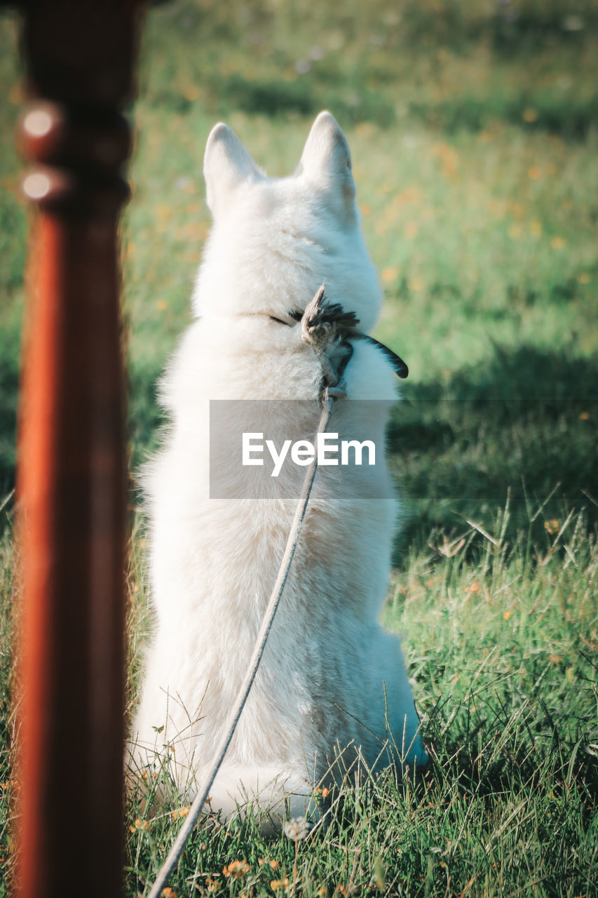 CAT SITTING ON FIELD