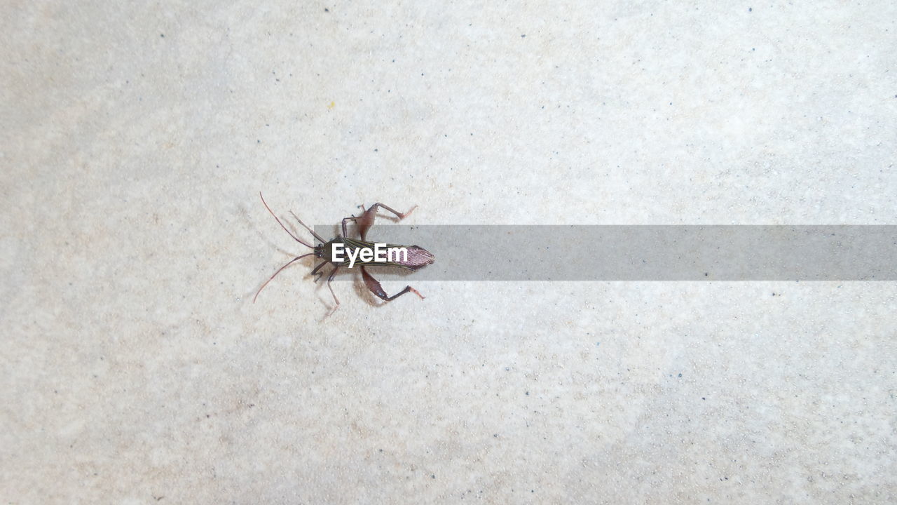 CLOSE-UP OF SPIDER ON WALL