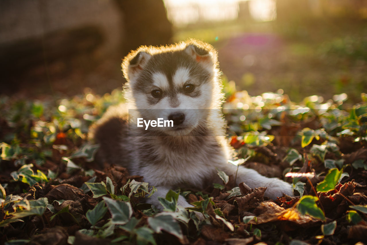 animal themes, animal, mammal, one animal, wildlife, portrait, animal wildlife, nature, dog, looking at camera, cute, no people, plant part, sunlight, leaf, outdoors, plant, young animal, sun, front view, canine, pet, carnivore, domestic animals, flower, day, autumn, back lit