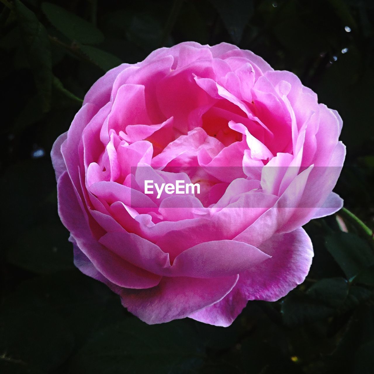 Close-up of pink rose