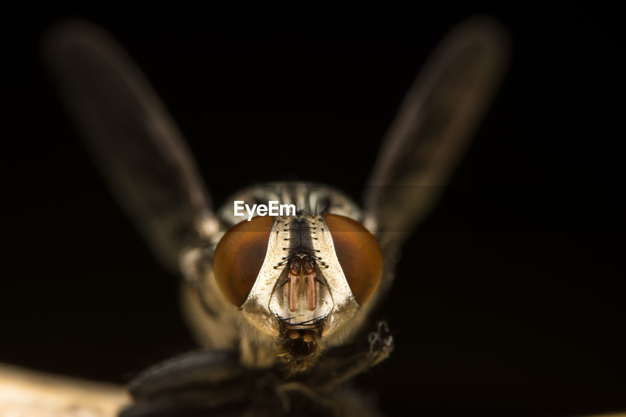 Close-up of insect against black background