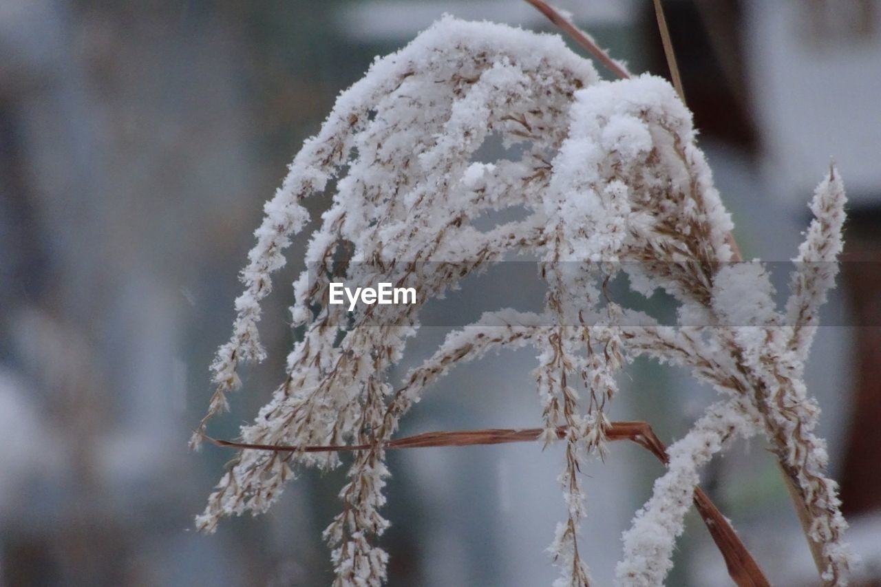 CLOSE-UP OF FROZEN FROST