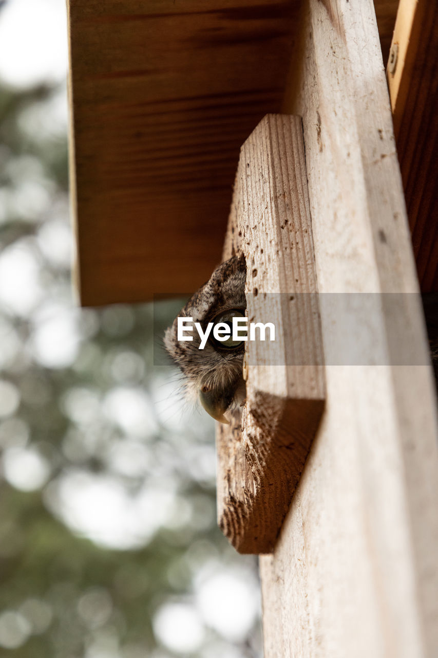 CLOSE-UP OF A BIRD ON WOOD