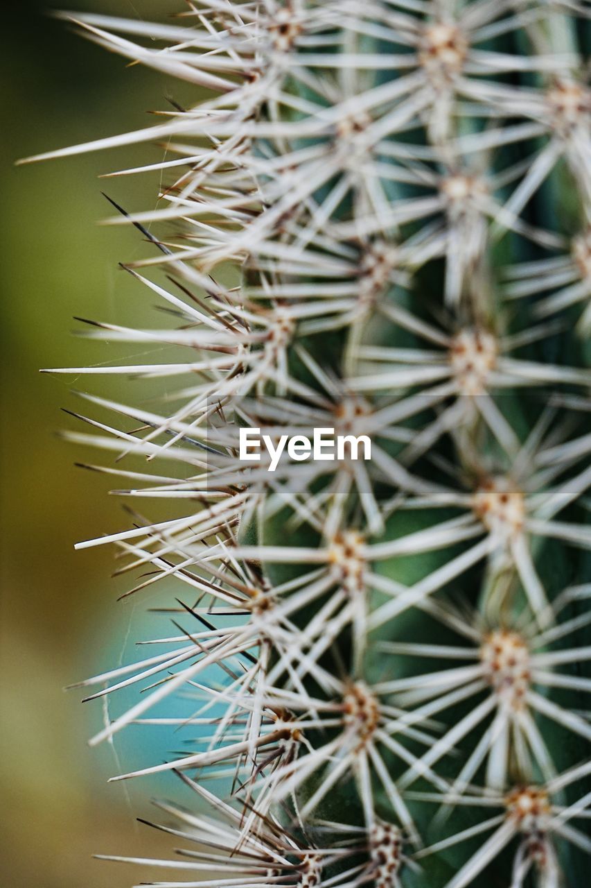 cactus, thorn, succulent plant, plant, sharp, thorns, spines, and prickles, plant stem, close-up, nature, spiked, no people, growth, beauty in nature, green, flower, outdoors, focus on foreground, sign, day, communication, warning sign, san pedro cactus, macro photography, barrel cactus, full frame, backgrounds, needle - plant part