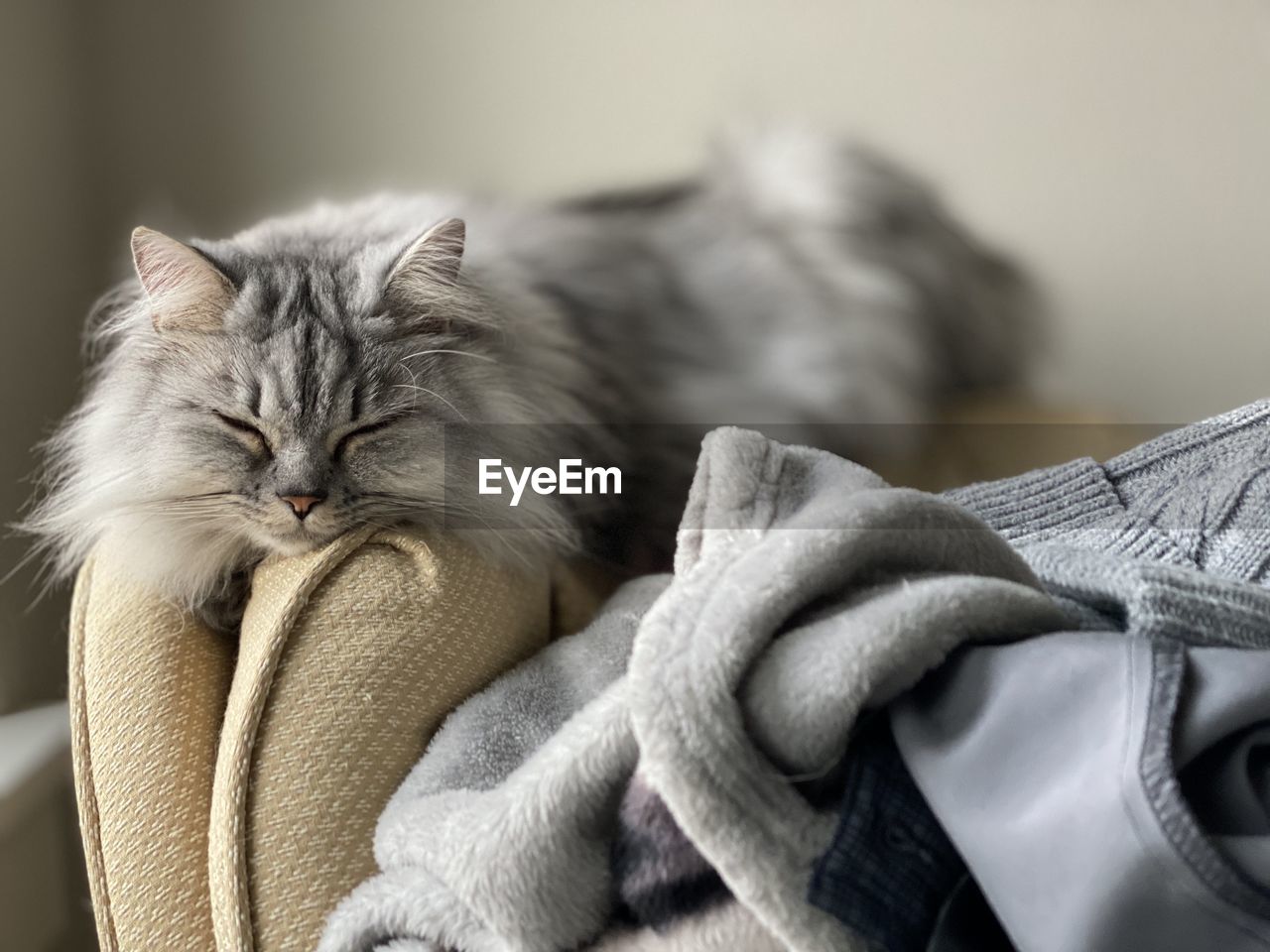 Persian cat sleeping 