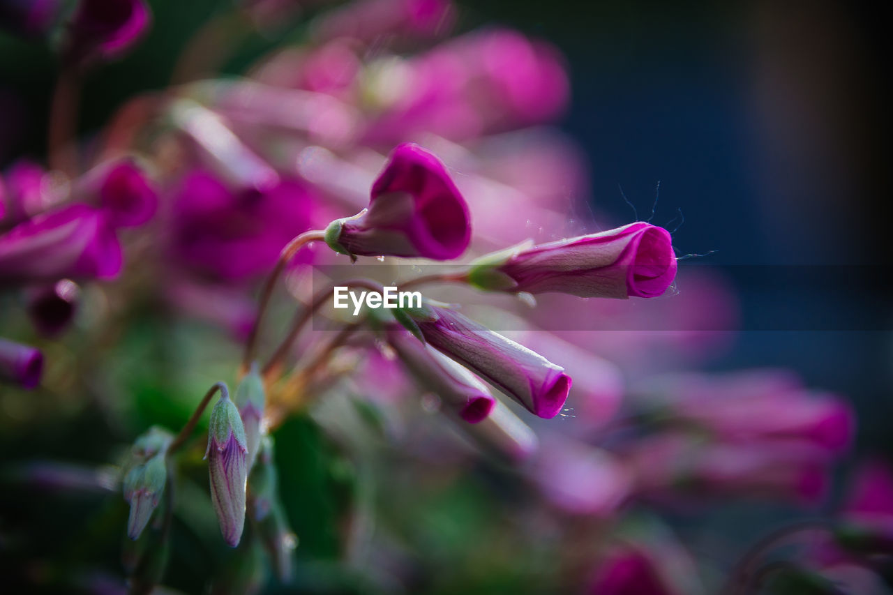 plant, flower, flowering plant, beauty in nature, freshness, pink, magenta, purple, nature, close-up, macro photography, petal, blossom, no people, selective focus, fragility, growth, outdoors, multi colored, focus on foreground, springtime, flower head, inflorescence, summer, environment