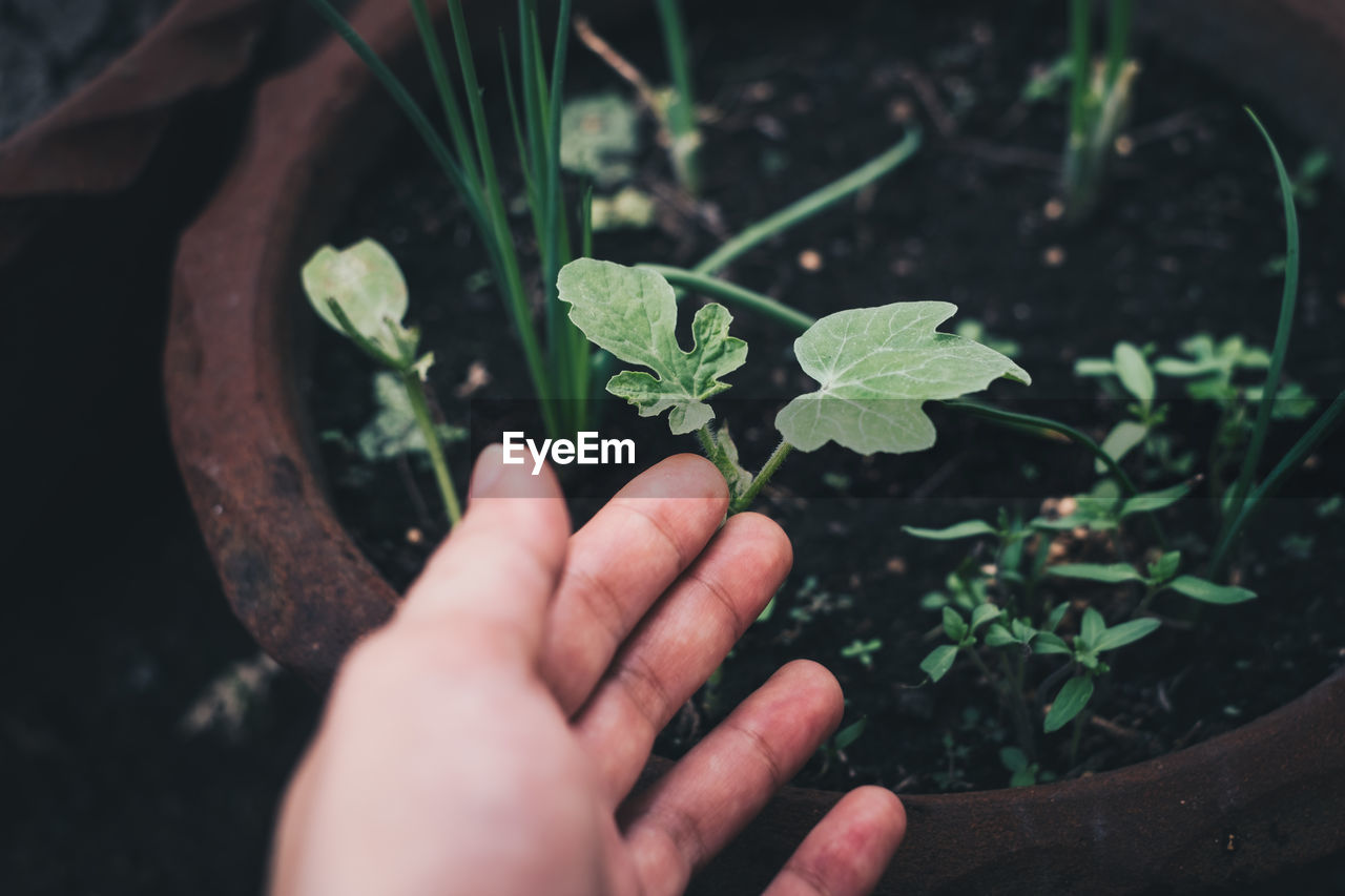 Cropped image of hand gesturing on plant