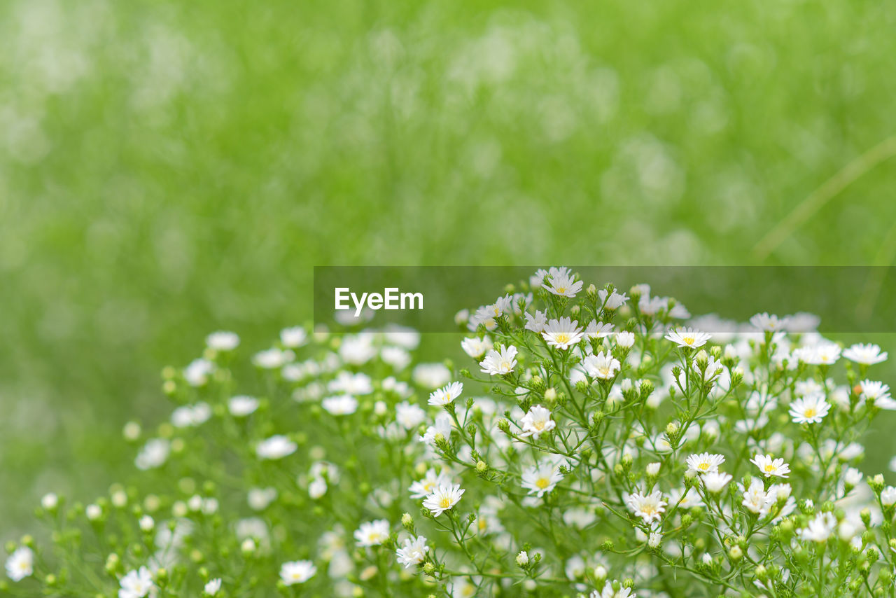 Close-up of white flowering plant on field