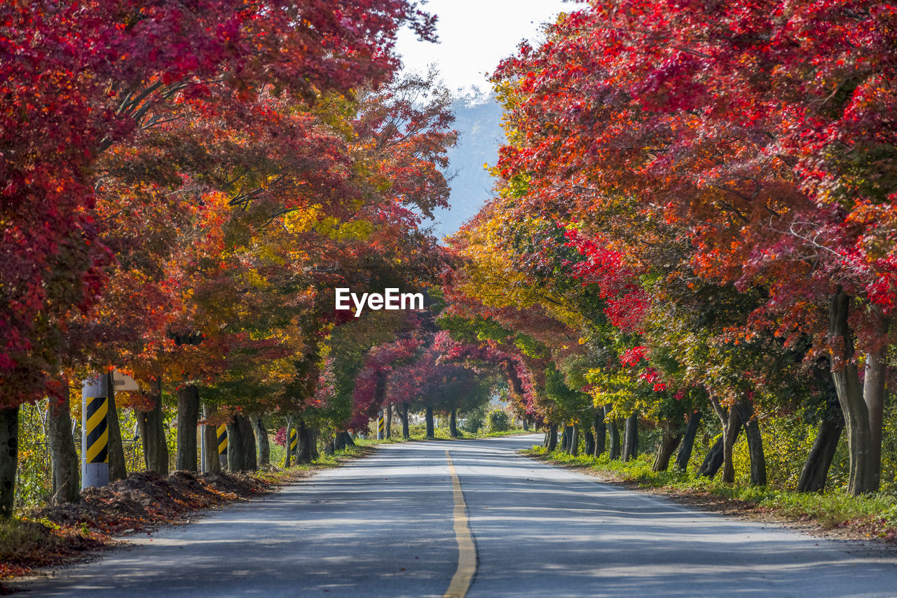 Road amidst trees during autumn