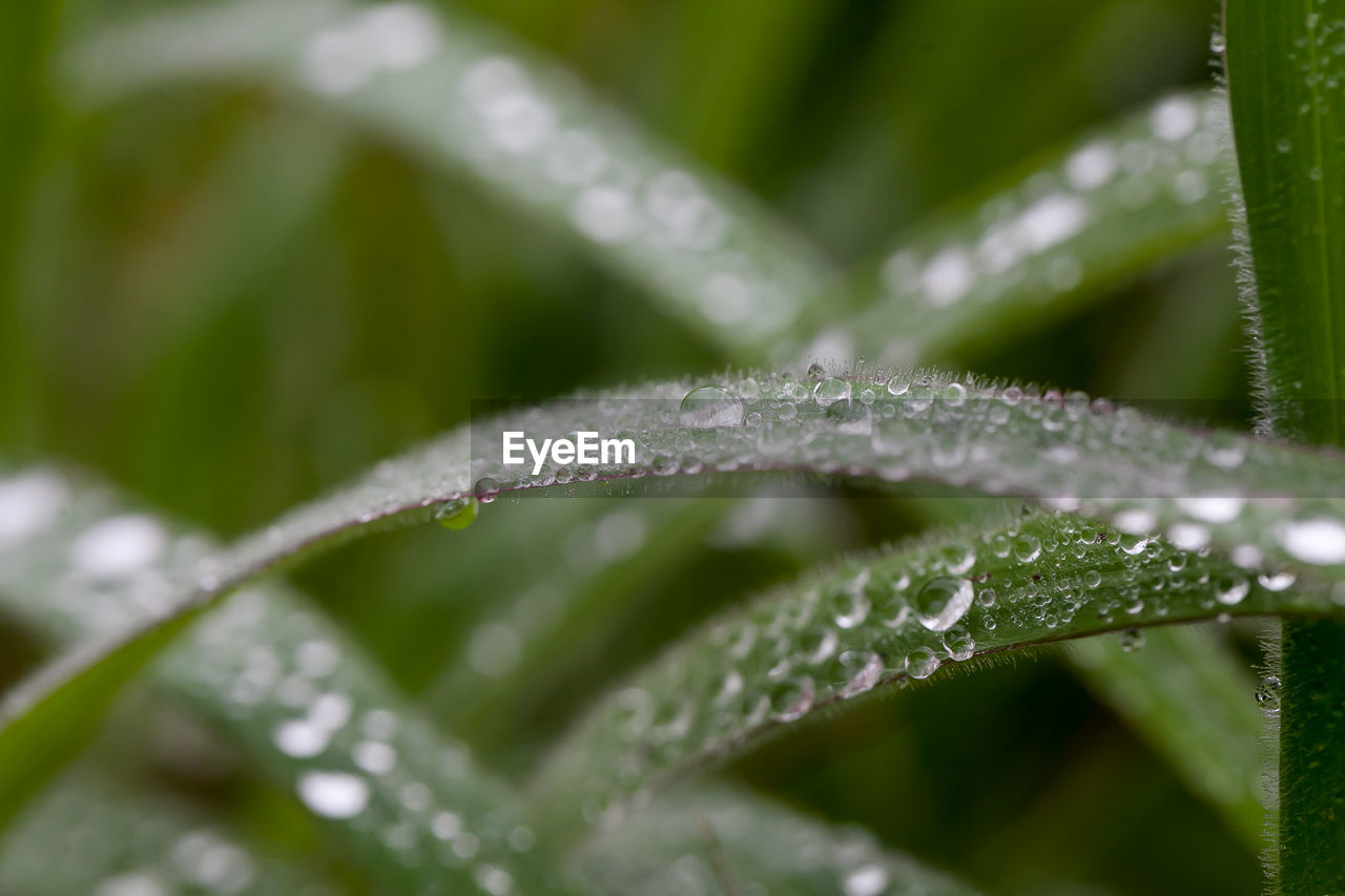 Close-up of wet plant leaves