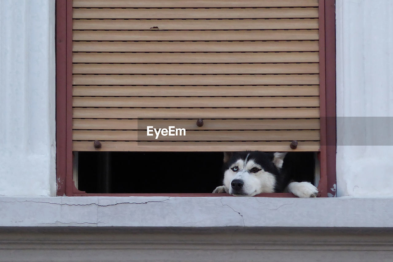 The dog peeks out from under the blinds on the window