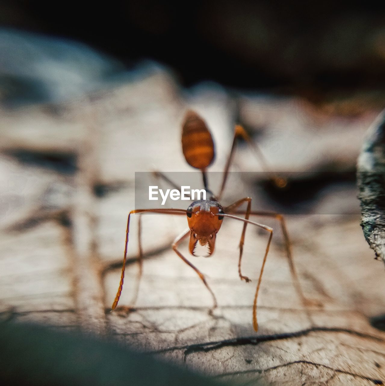 Close-up of insect