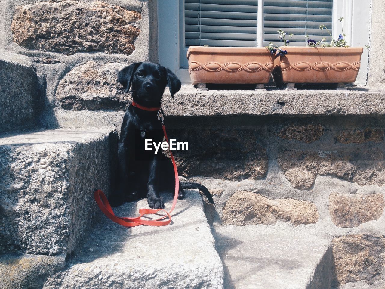 Portrait of black dog sitting on steps