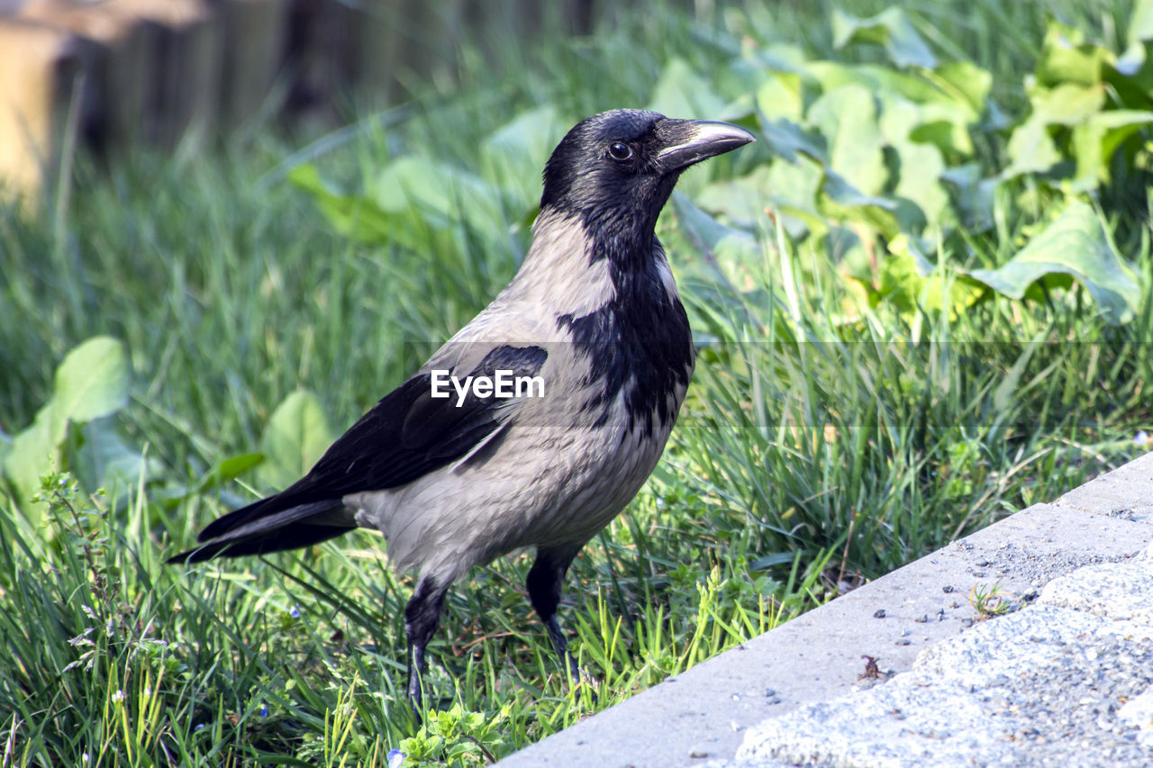 animal themes, animal, bird, animal wildlife, one animal, wildlife, crow-like bird, grass, beak, black, plant, nature, no people, full length, day, outdoors, crow, perching, side view, raven, green, focus on foreground, songbird, land, close-up