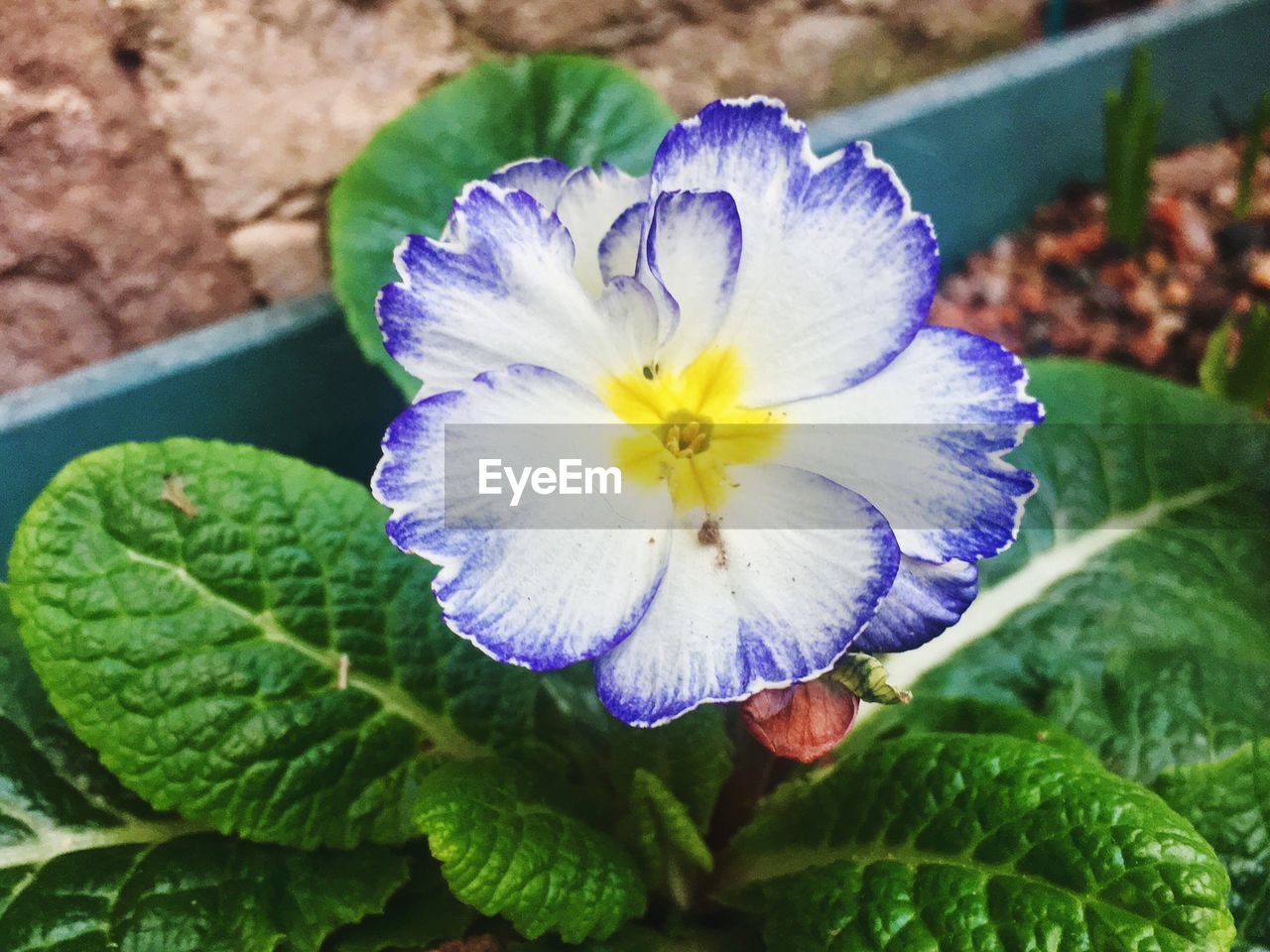 CLOSE-UP OF PURPLE FLOWER BLOOMING IN PARK