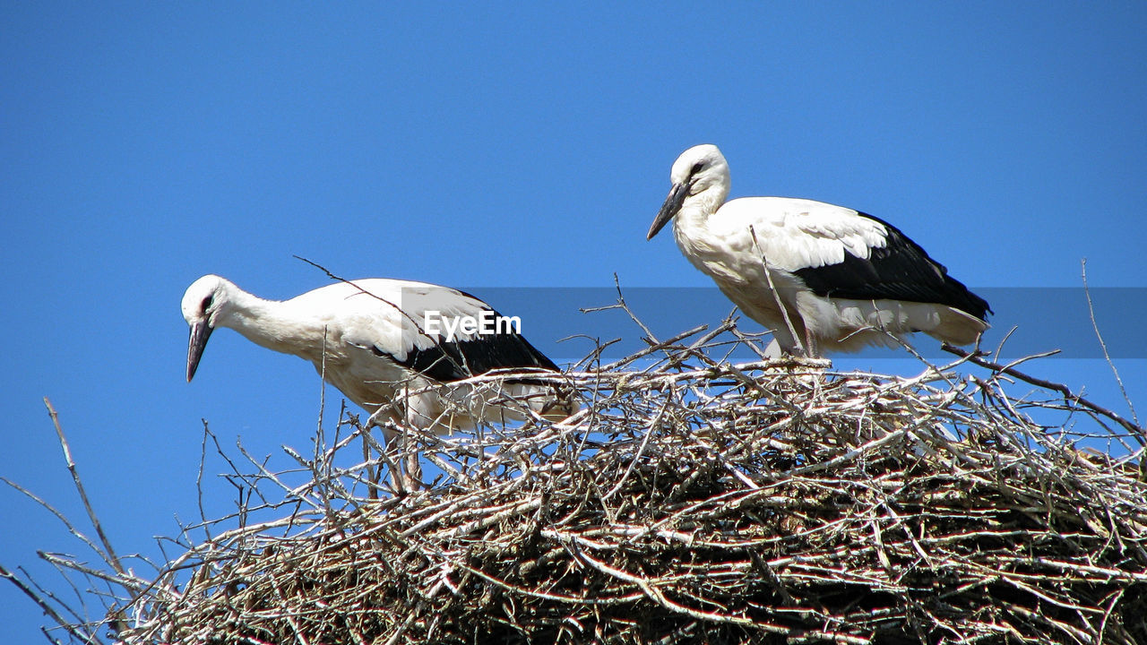 Low angle view of bird against clear sky