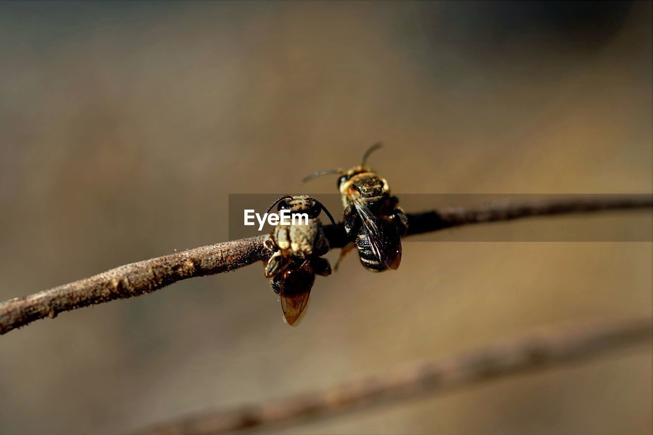 Close-up of leafcutter bees on branch