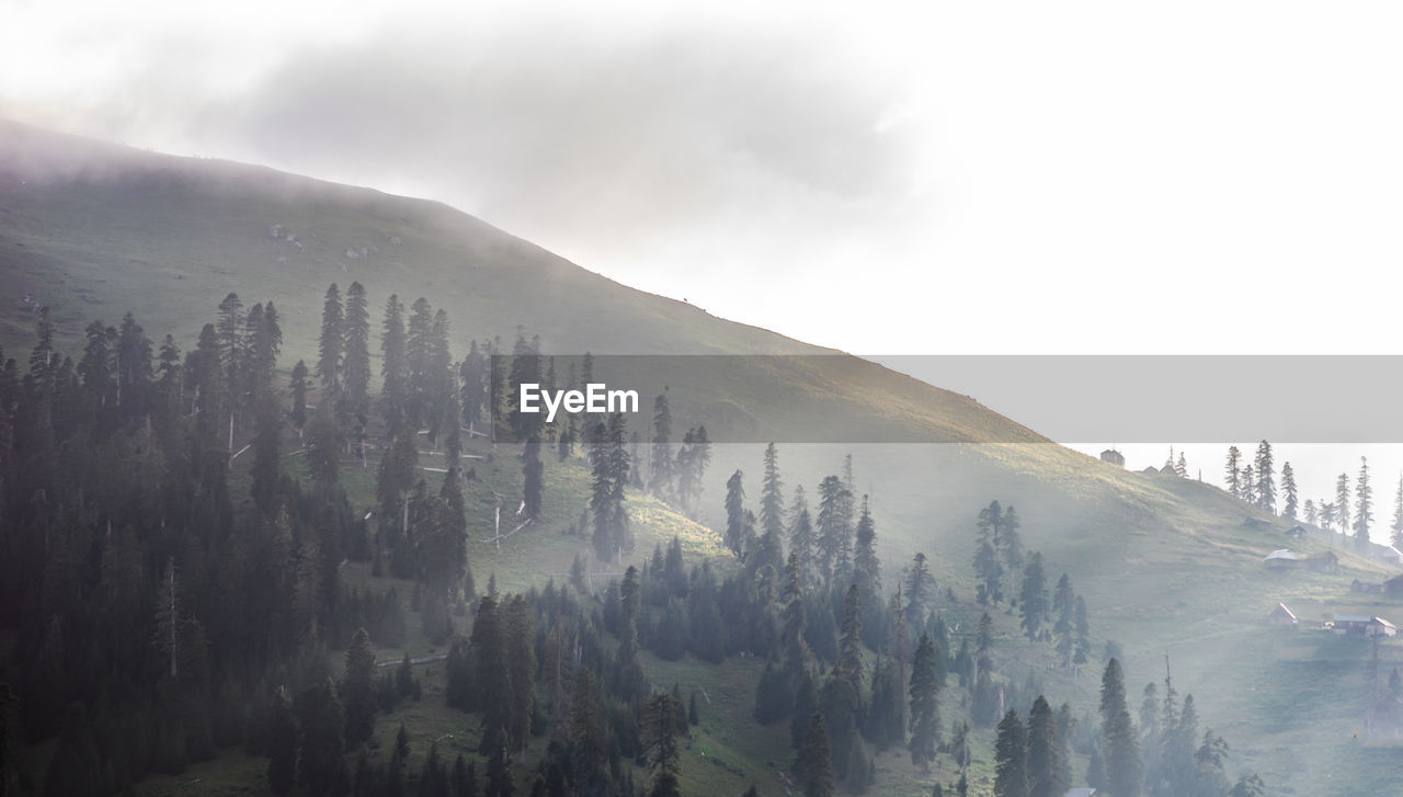 Silhouette of a pine tree forest and mountain covered in mist landscape of bakhmaro area, georgia