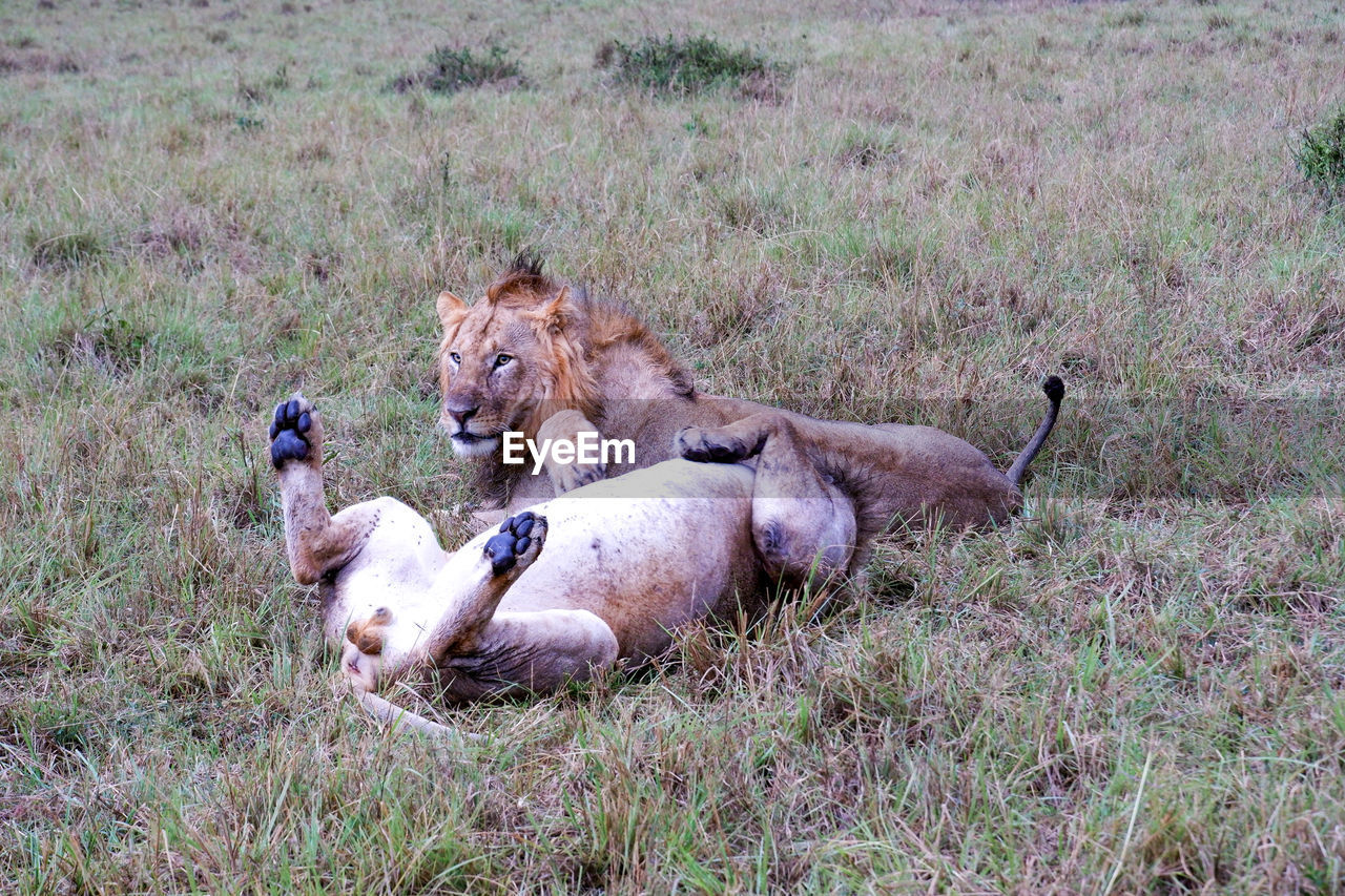 Two male lions play in the grass in the maasai mara, kenya