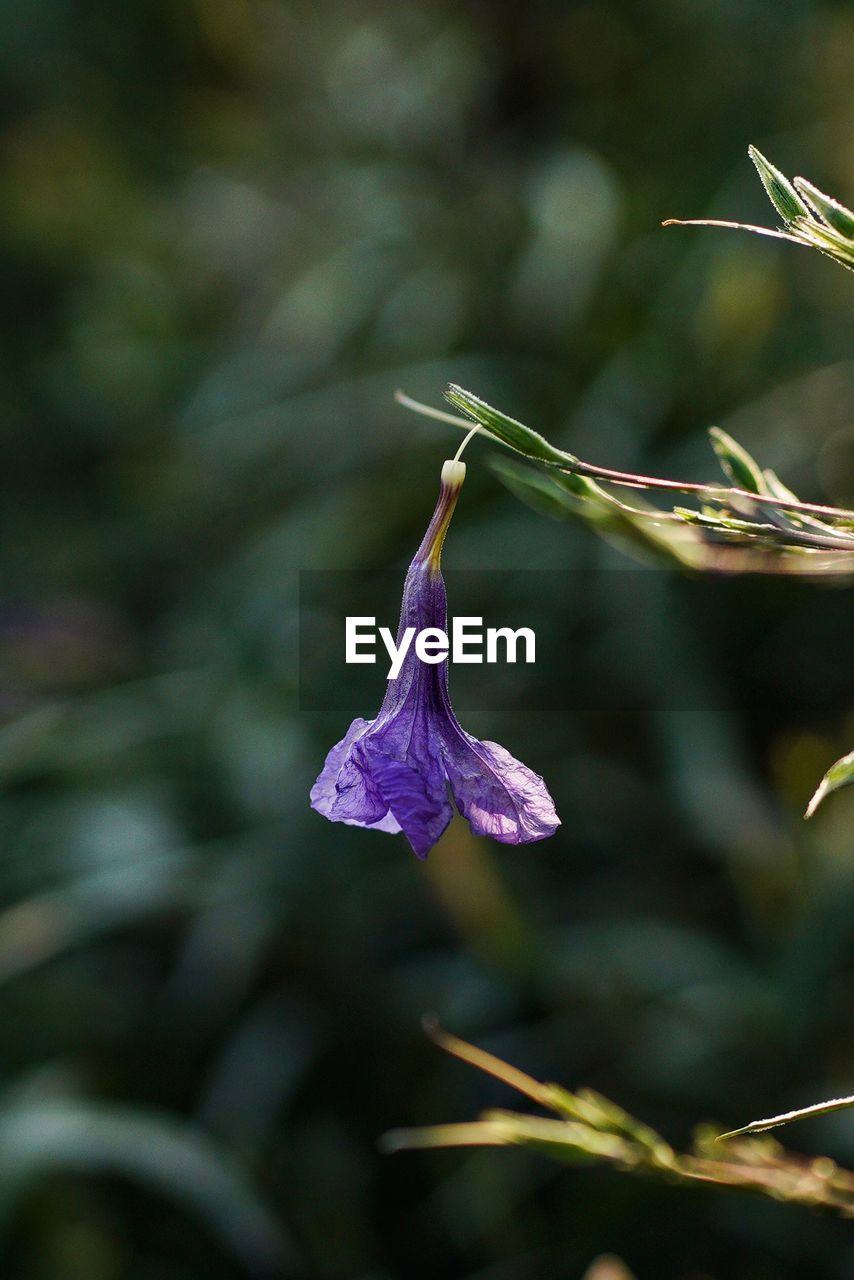 Close-up of purple flowering plant