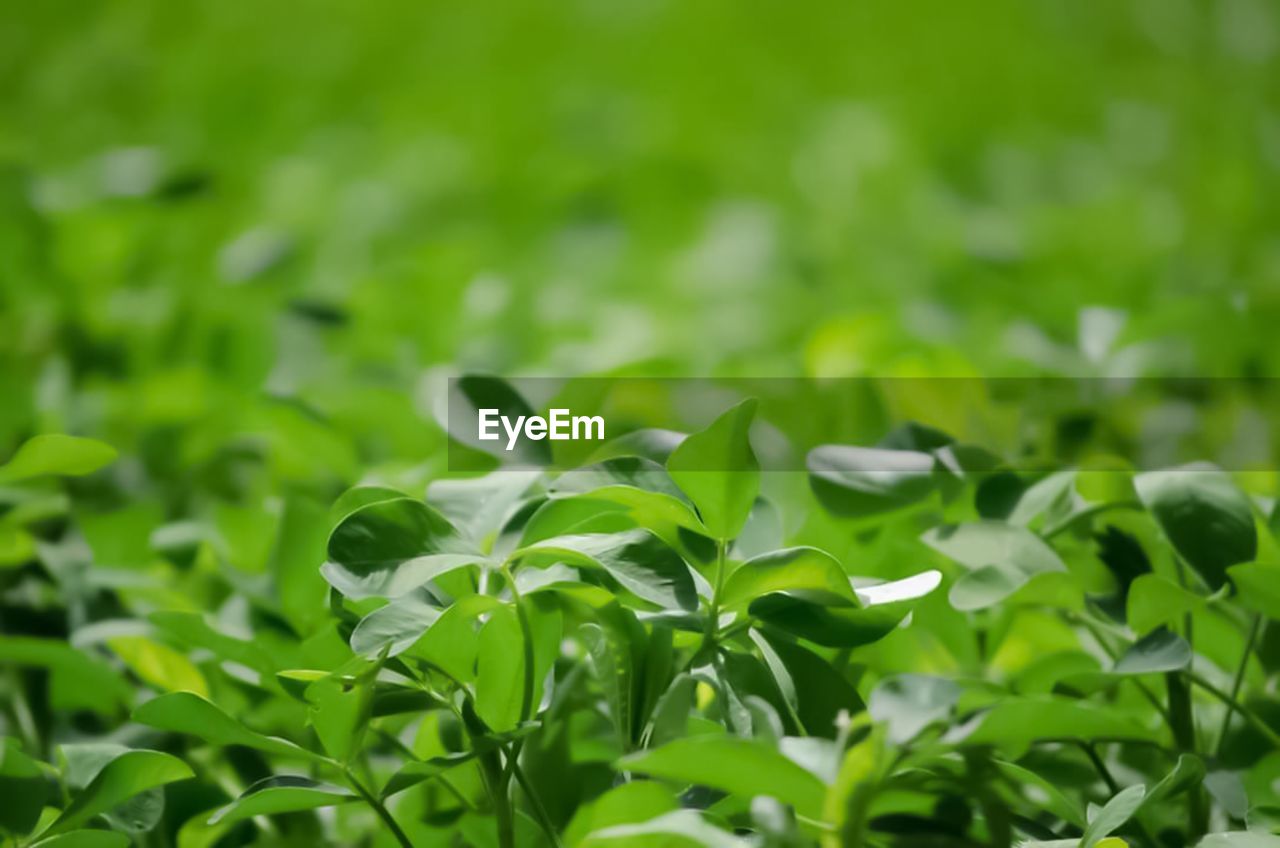 Close-up of fresh green plant