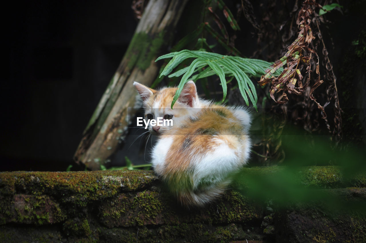 animal, animal themes, mammal, one animal, nature, wildlife, animal wildlife, green, tree, rodent, no people, pet, whiskers, domestic animals, plant, portrait, cute, squirrel, night, looking at camera, outdoors, grass, fox, animal hair, chipmunk, forest