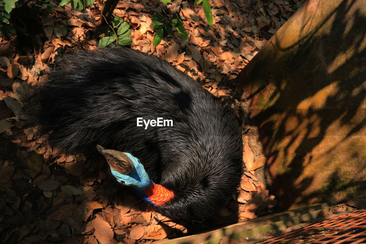 HIGH ANGLE VIEW OF AN ANIMAL ON ROCK