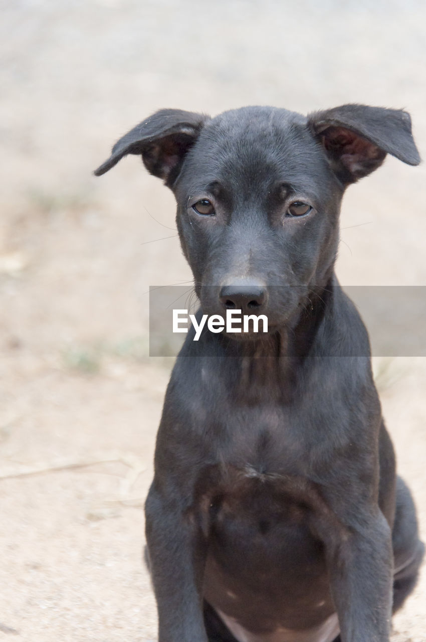 Close-up of black puppy