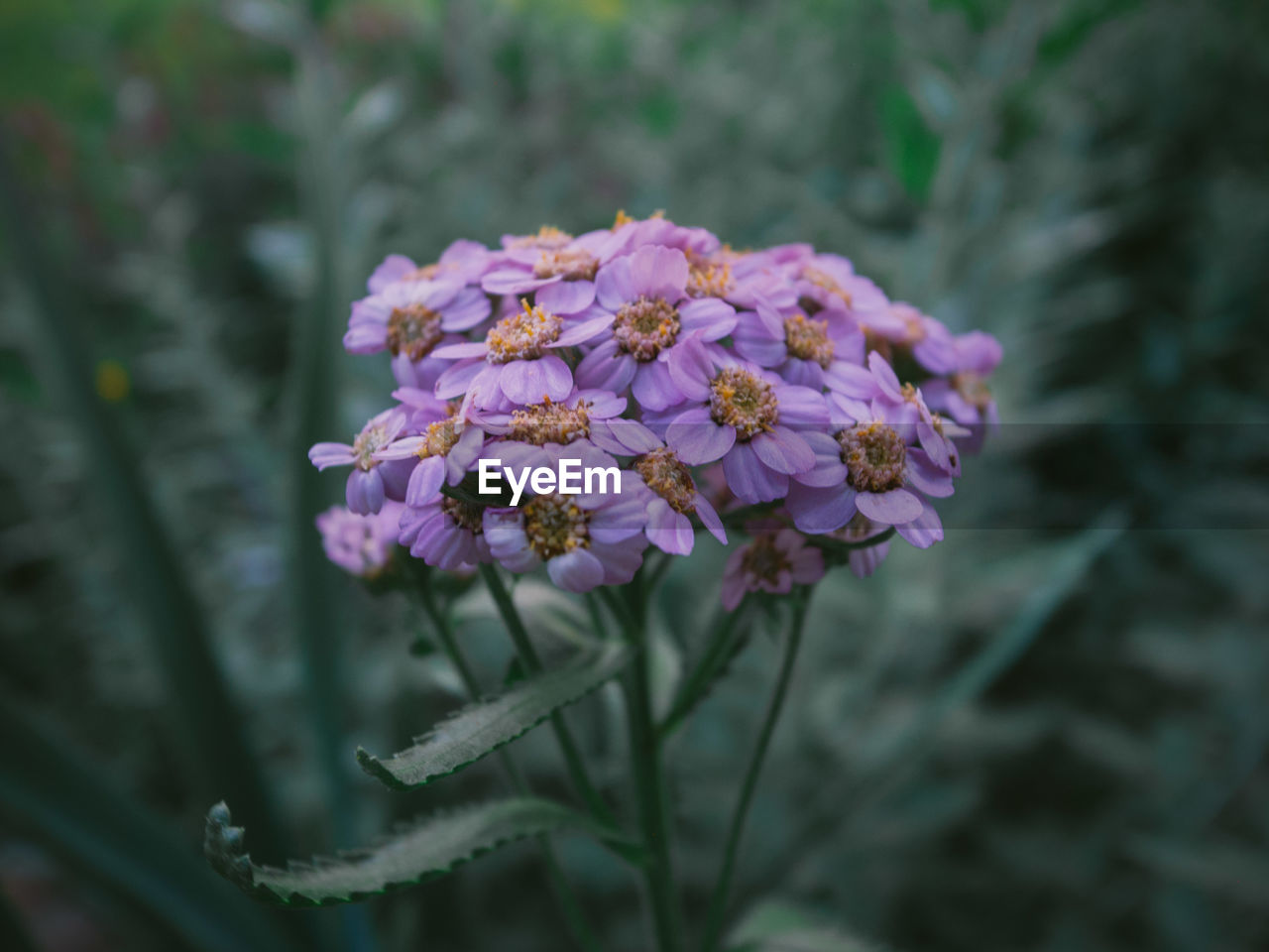 Close-up of purple flowering plant