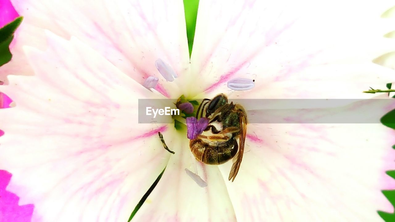 CLOSE-UP OF BEE POLLINATING ON PINK FLOWER