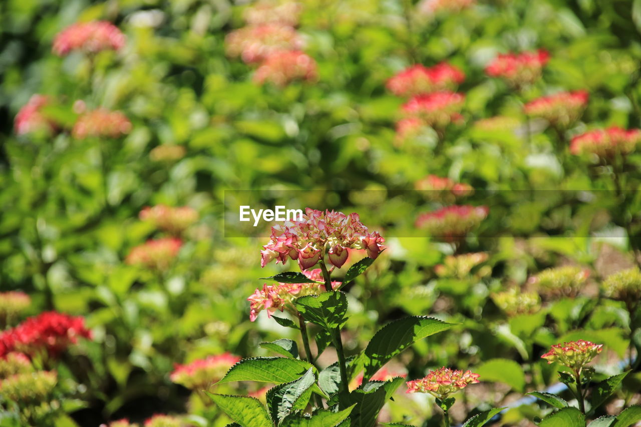 Close-up of pink flowering plant