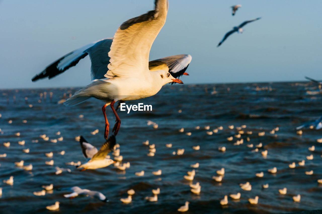 Seagull flying over sea against sky