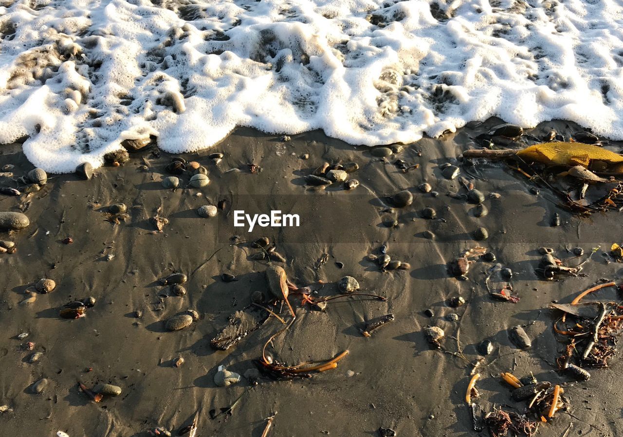 HIGH ANGLE VIEW OF BIRDS ON SAND AT BEACH