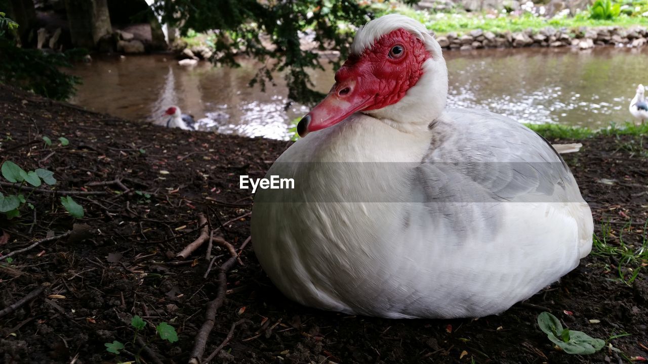 Muscovy duck sitting on lakeshore