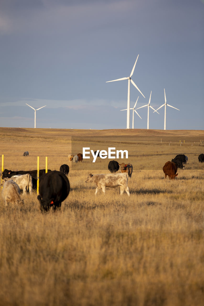 Wind turbines in field against cloudy blue sky with cattle