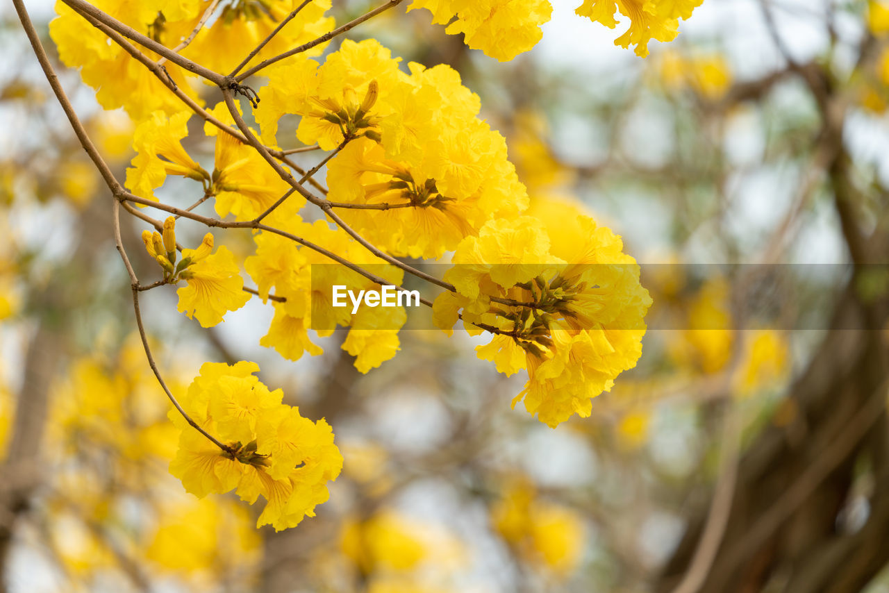 plant, yellow, tree, beauty in nature, nature, branch, flower, flowering plant, freshness, autumn, sunlight, plant part, leaf, focus on foreground, produce, growth, springtime, close-up, outdoors, no people, blossom, day, fragility, environment, tranquility, landscape, low angle view, food, sky, selective focus, land, vibrant color