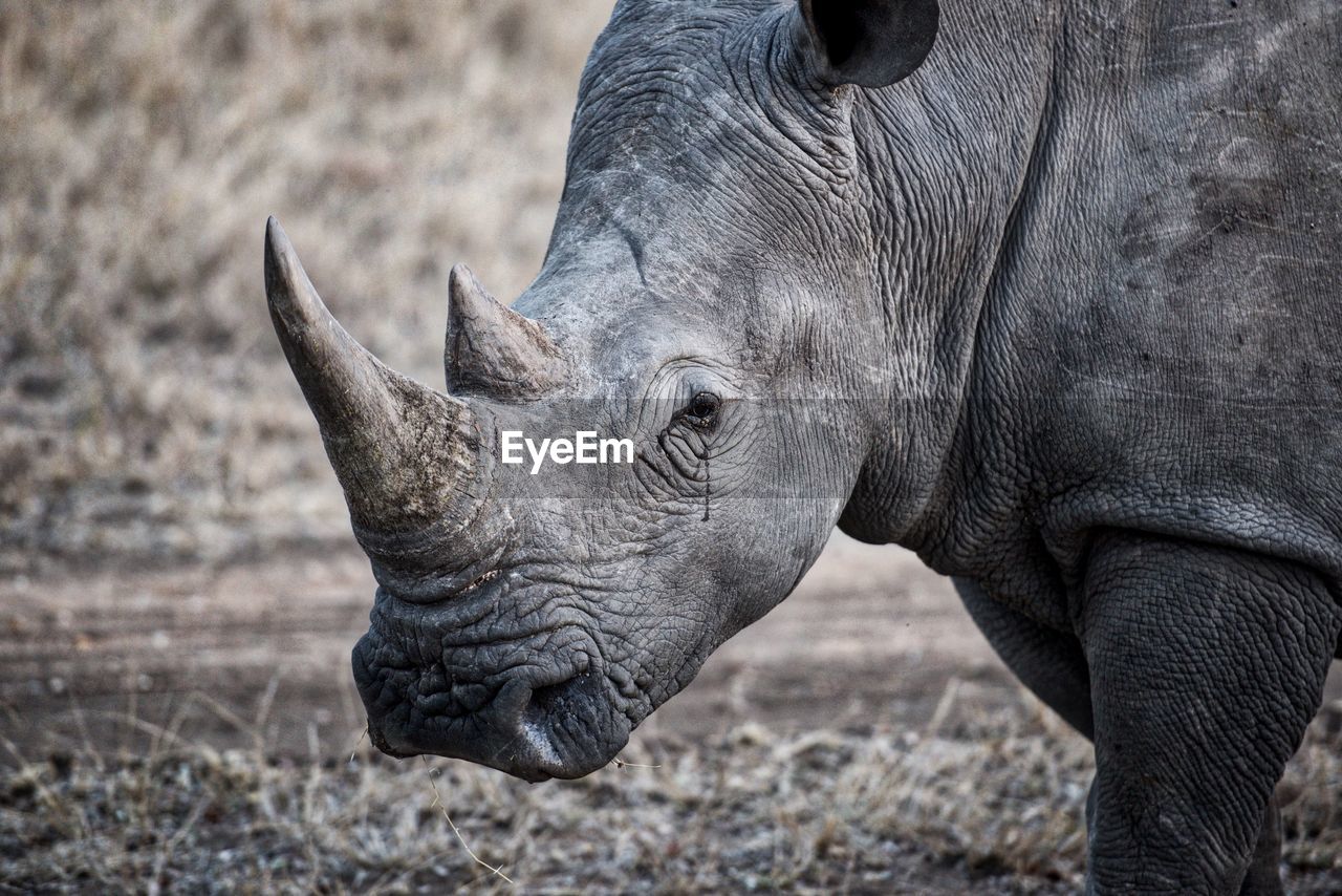 Close-up of a rhino on field