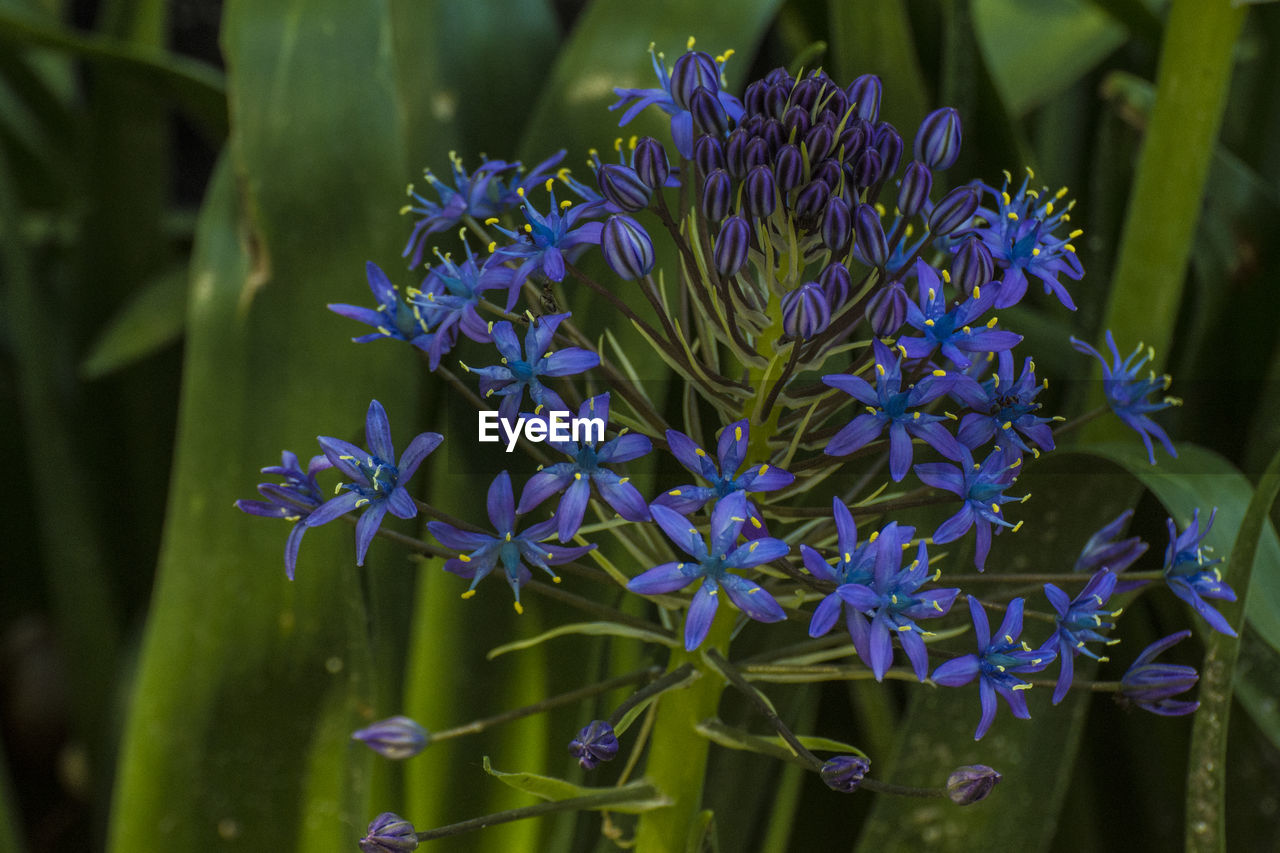 Close-up of purple flowering plants