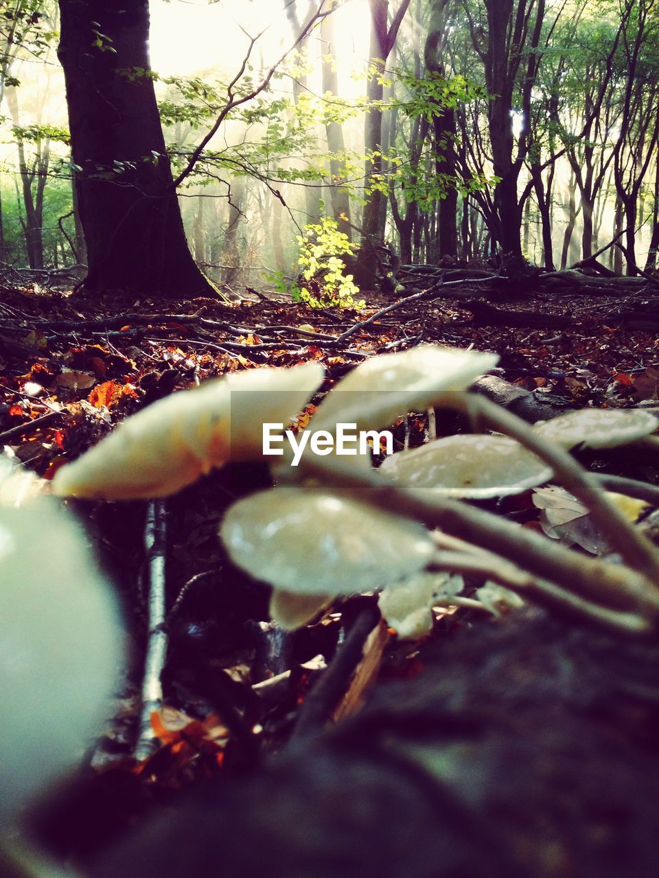 CLOSE-UP OF PLANT GROWING IN FOREST