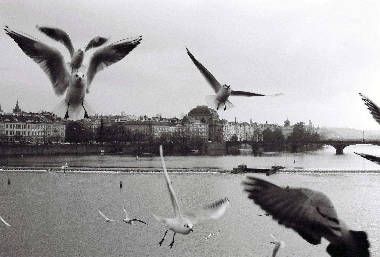 Seagulls flying over river against sky